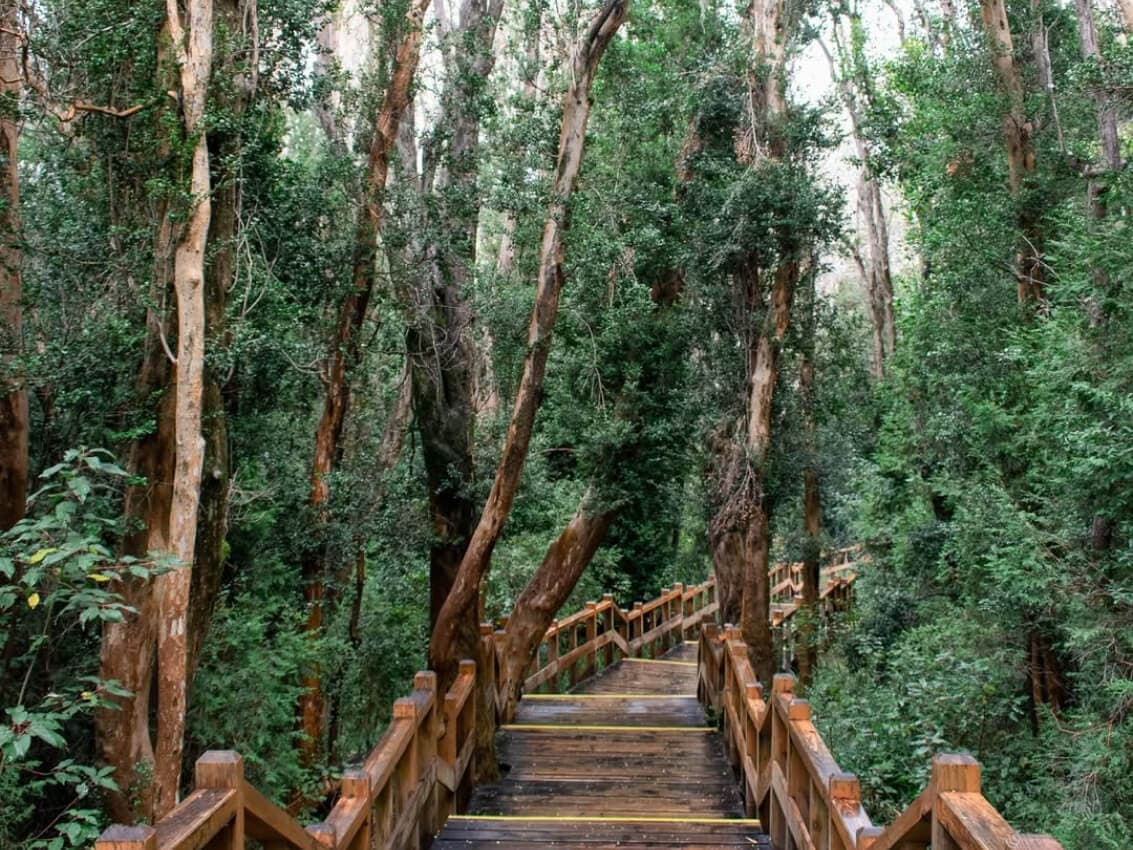 Isla victoria y bosque de Arrayanes